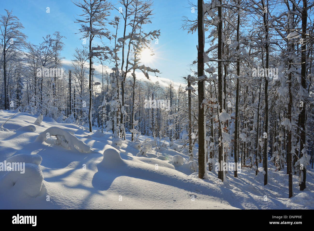 Winter Forest with Sun, Grafenau, Lusen, National Park Bavarian Forest, Bavaria, Germany Stock Photo
