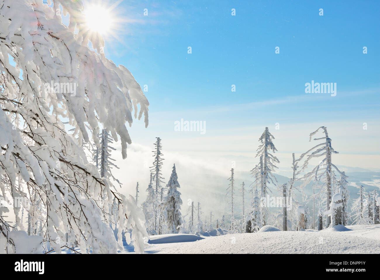 Snow Covered Conifer Forest with Sun, Winter, Grafenau, Lusen, National Park Bavarian Forest, Bavaria, Germany Stock Photo