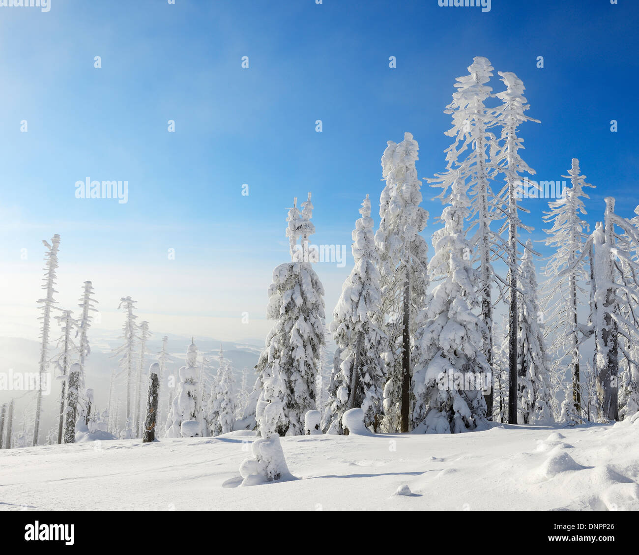 Snow Covered Conifer Forest in the Winter, Grafenau, Lusen, National Park Bavarian Forest, Bavaria, Germany Stock Photo