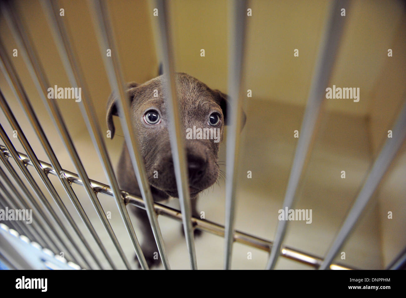A puppy in Cardiff Dogs Home, which sees an increase in intake after