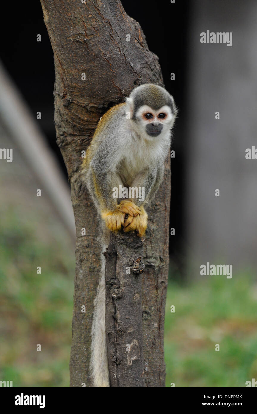 Common squirrel monkey (Saimiri sciureus) in the Quito zoo, Ecuador
