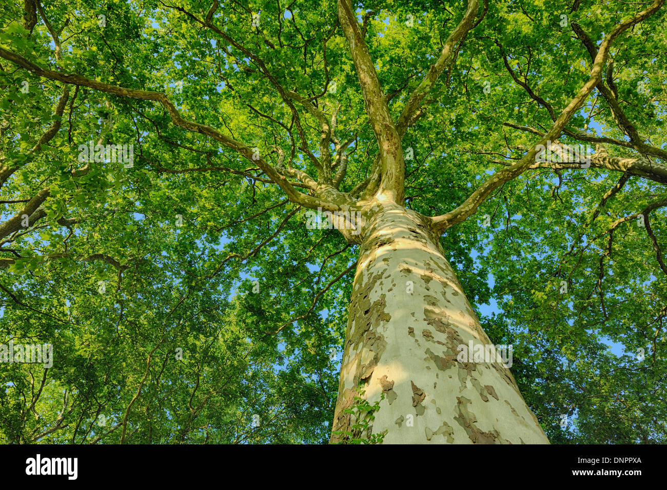 Plane Tree (Platanus) seen from below. Loir-et-Cher, Loire Valley, France. Stock Photo