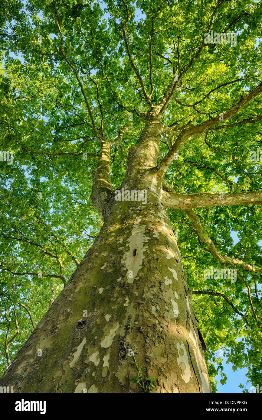 Plane Tree (Platanus) seen from below. Loir-et-Cher, Loire Valley, France. Stock Photo