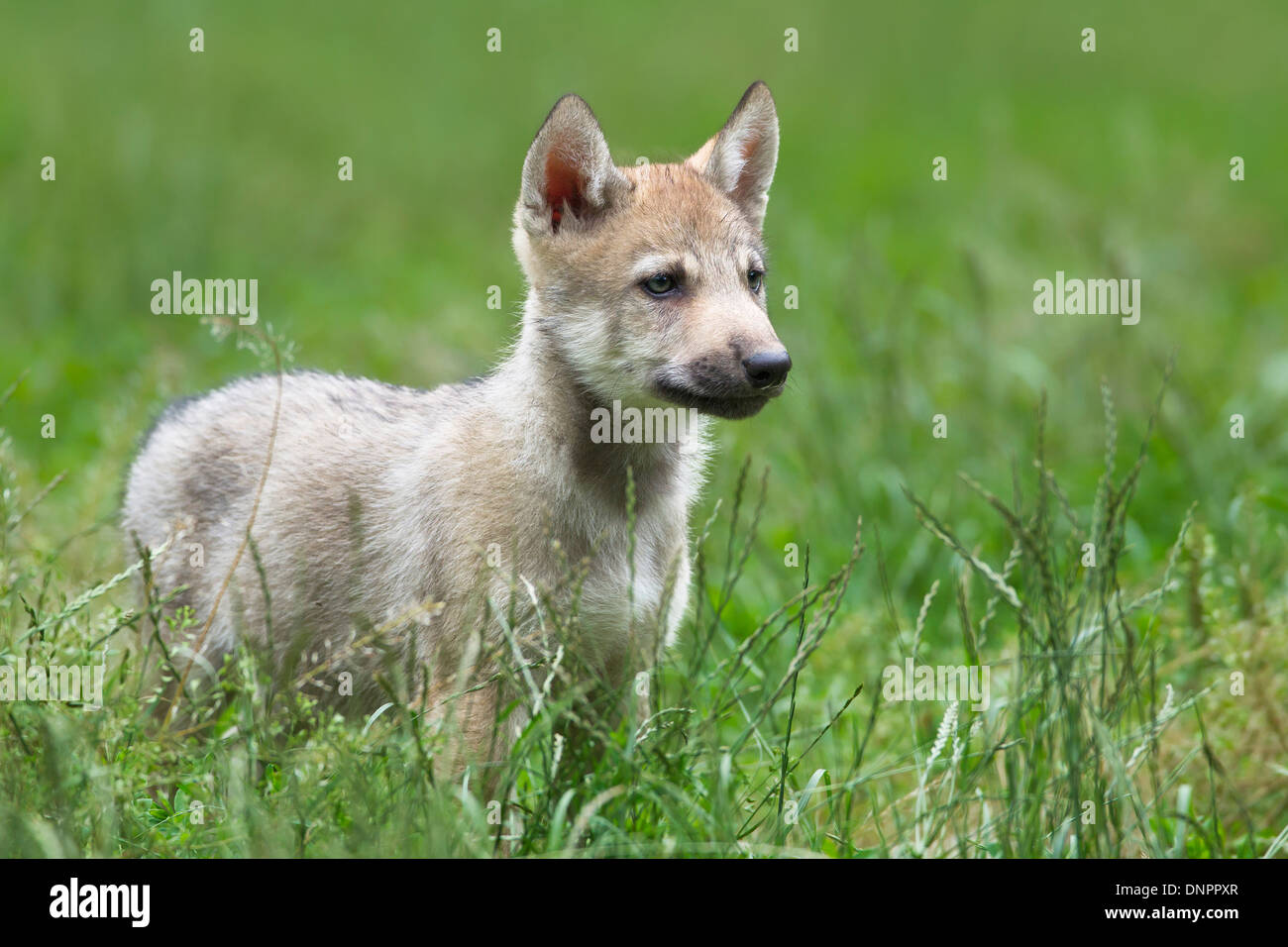 Timber wolf cub, (Canis lupus lycaon) Game Reserve, Bavaria, Germany Stock Photo