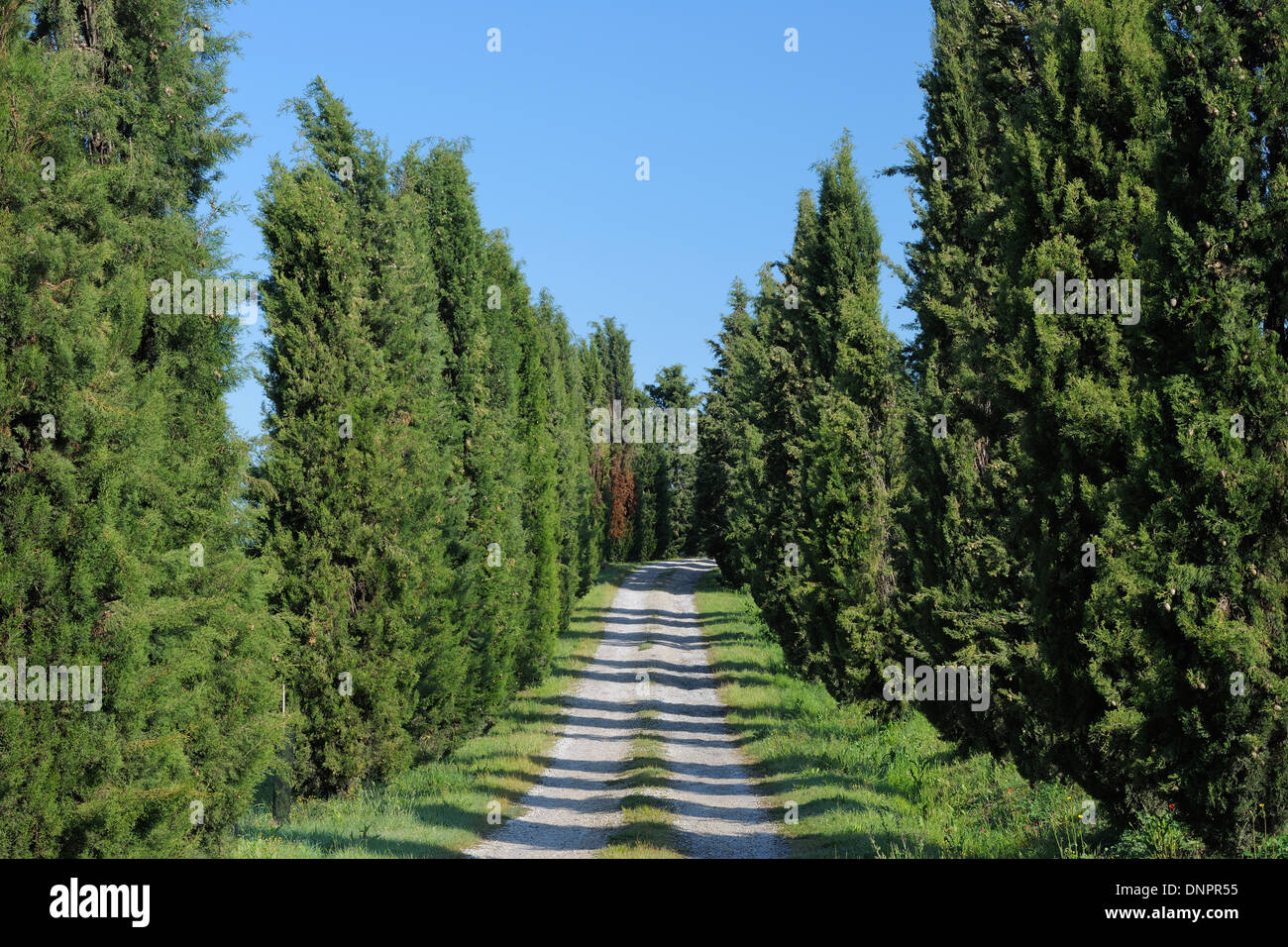 Rural dirt path lined with Cypress Trees (Cupressus sempervirens). Pienza, Siena district, Tuscany, Toscana, Italy. Stock Photo