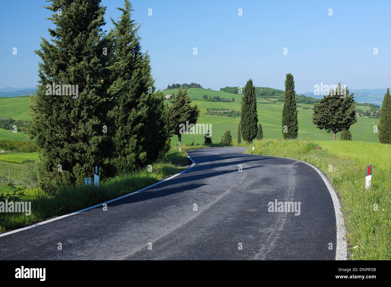 Rural Road lined with Cypress Trees (Cupressus sempervirens). Pienza ...