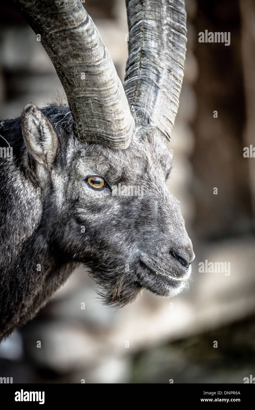 Closeup on the head of an Alpine Ibex or Steinbock showing the horizontal pupils Stock Photo