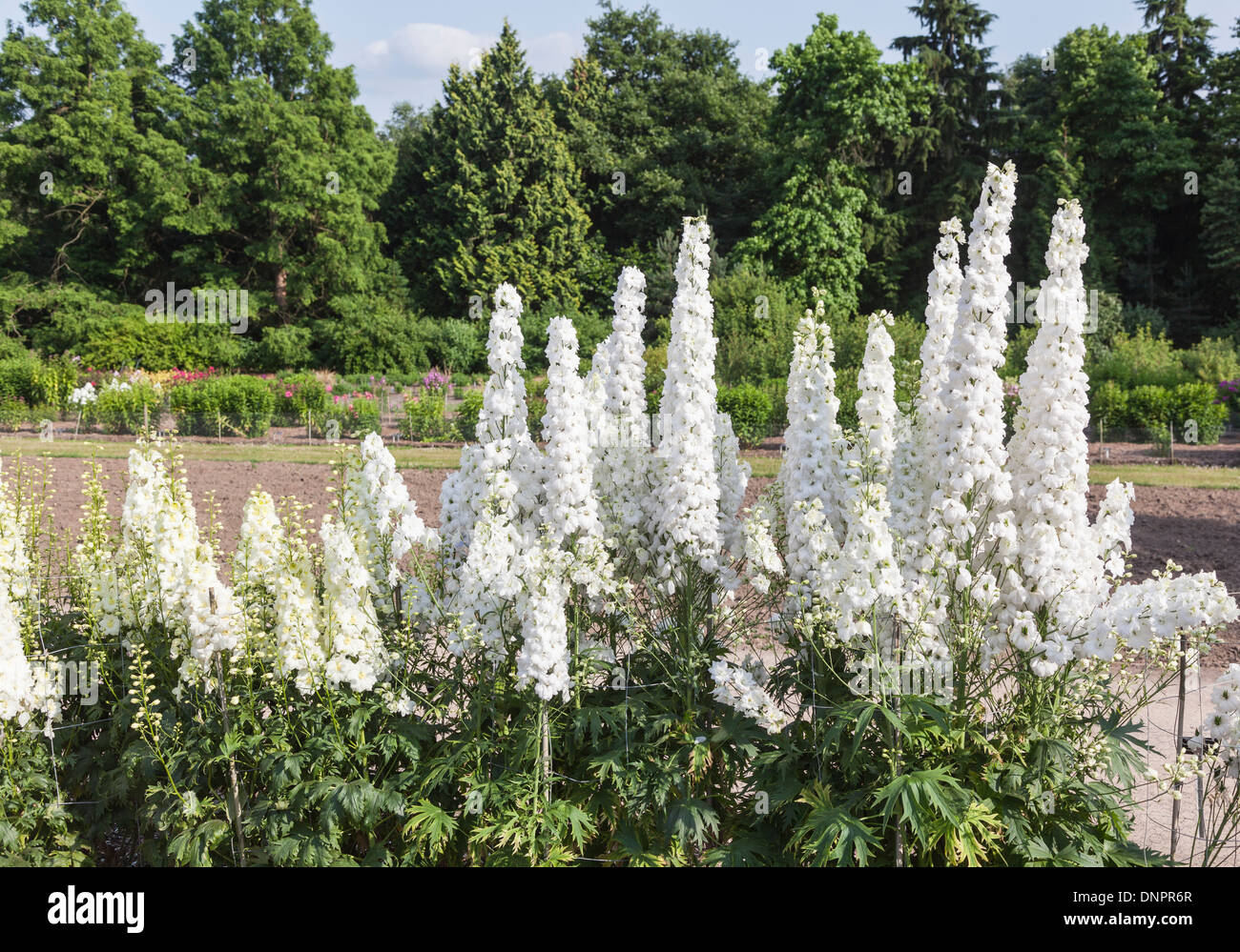White delphinium, 'Kennington Classic',  holder of a RHS Award of Garden Merit Stock Photo