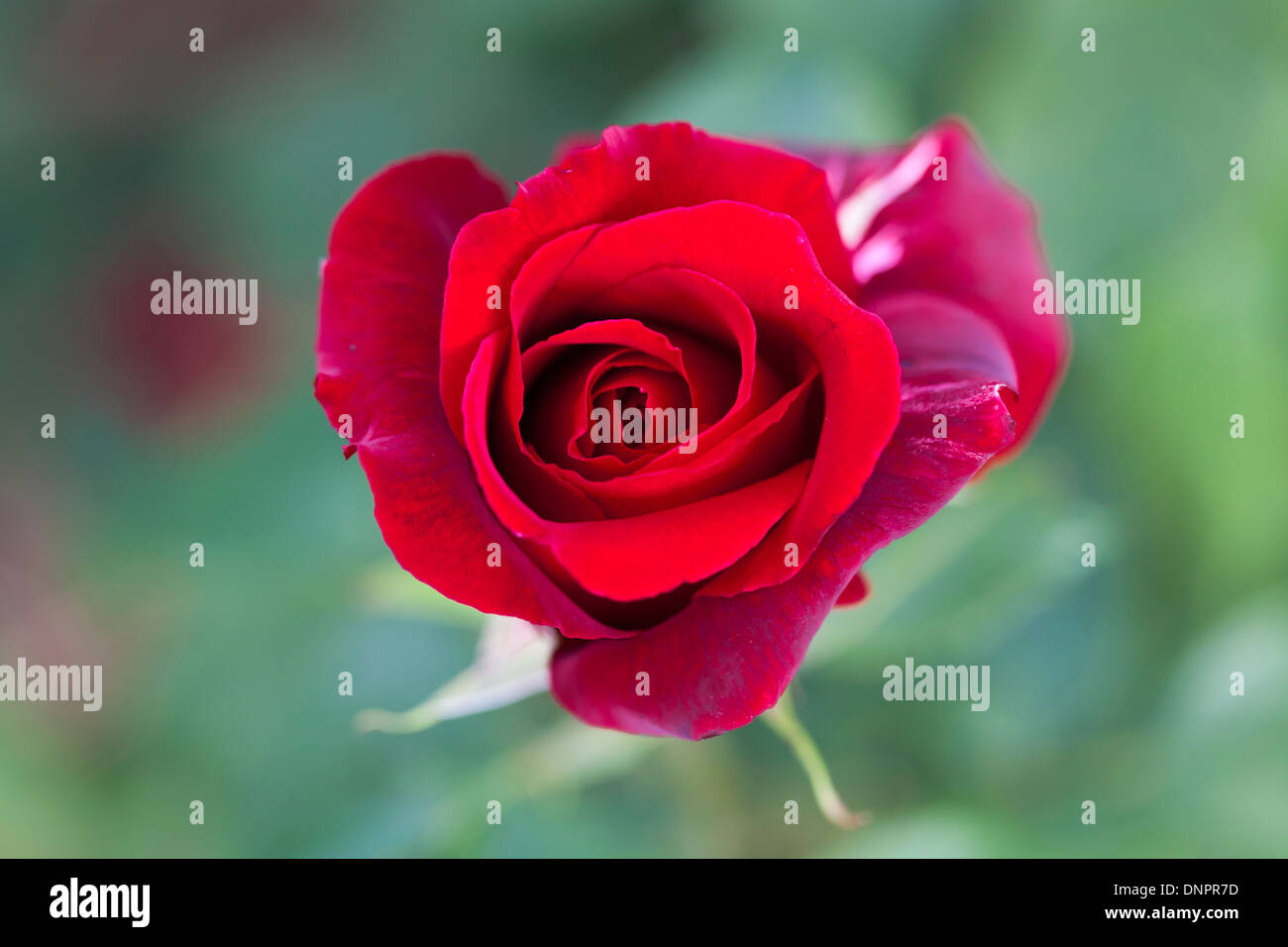 Red rose, Rosa Royal William 'Korzaun', a deep velvety crimson colour, single rosebud Stock Photo