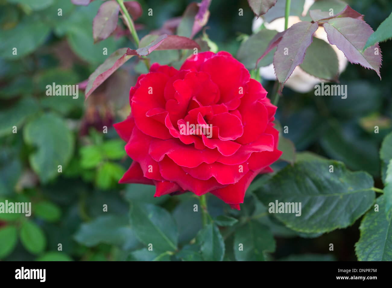 Red rose, Rosa Royal William 'Korzaun', a deep velvety crimson colour, single flower Stock Photo