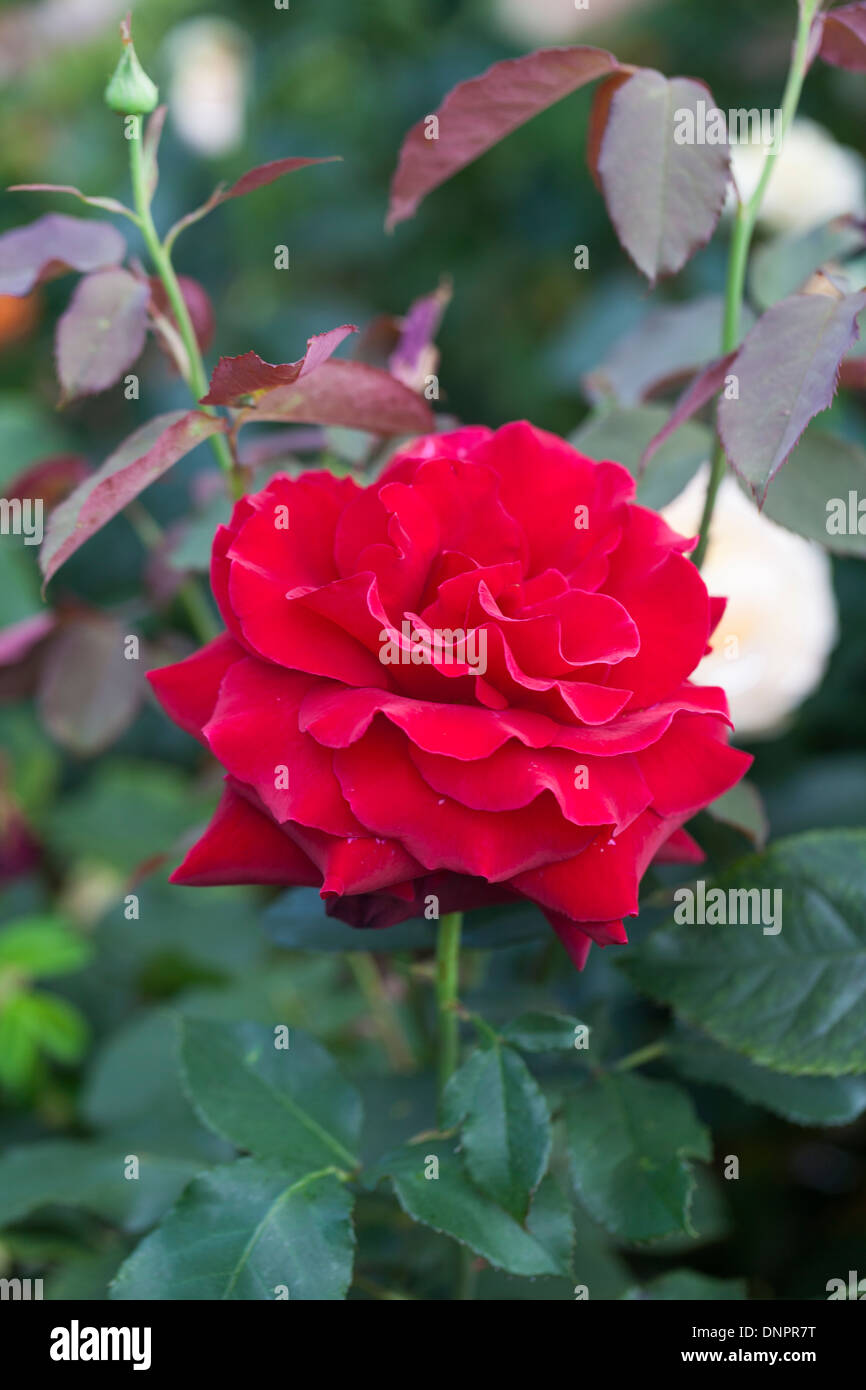 Red rose, Rosa Royal William 'Korzaun', a deep velvety crimson colour, single flower Stock Photo
