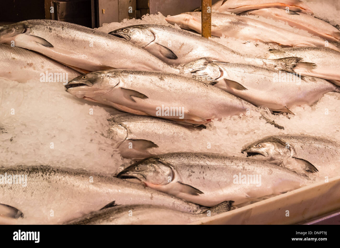 Fresh King Salmon on ice in a fish monger's stall Pike Place Market Seattle , Washington, USA Stock Photo