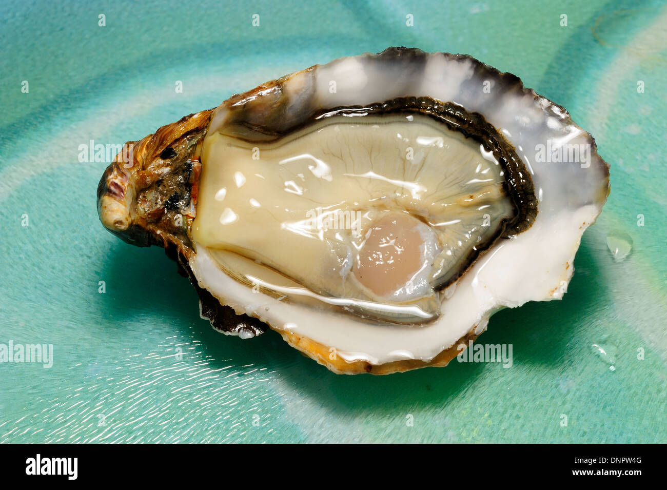 One opened raw oyster (fine de claire), CharenteMaritime, France Stock