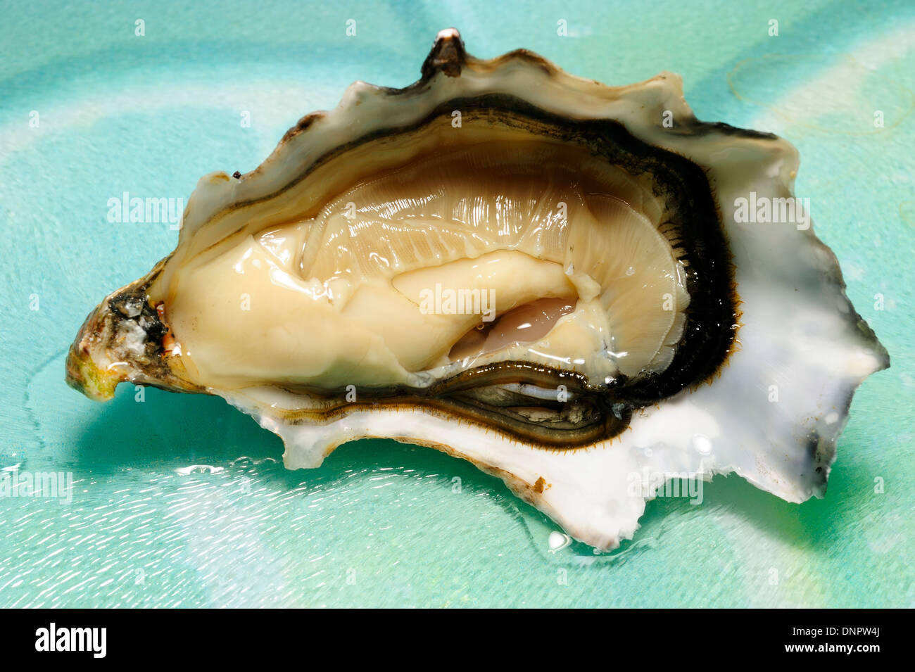 One opened raw oyster (fine de claire), CharenteMaritime, France Stock