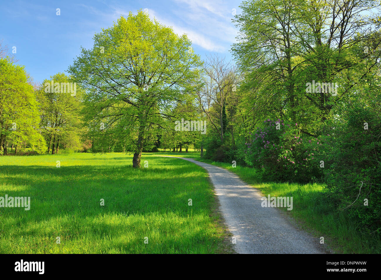 Pathway with Meadow in Spring, Aschaffenburg, Bavaria, Germany Stock Photo