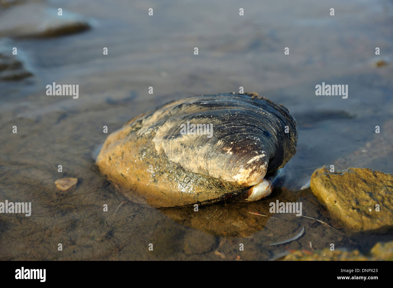 Mussel shell on the shore of Lake Brownwood during fall season, Brownwood, Texas, USA Stock Photo