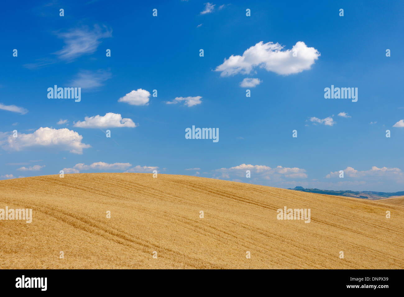 Orcia valley wheat field hires stock photography and images Alamy