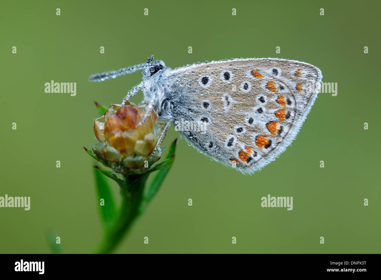 Common Blue Butterfly (Polyommatus icarus), Bavaria, Germany Stock Photo