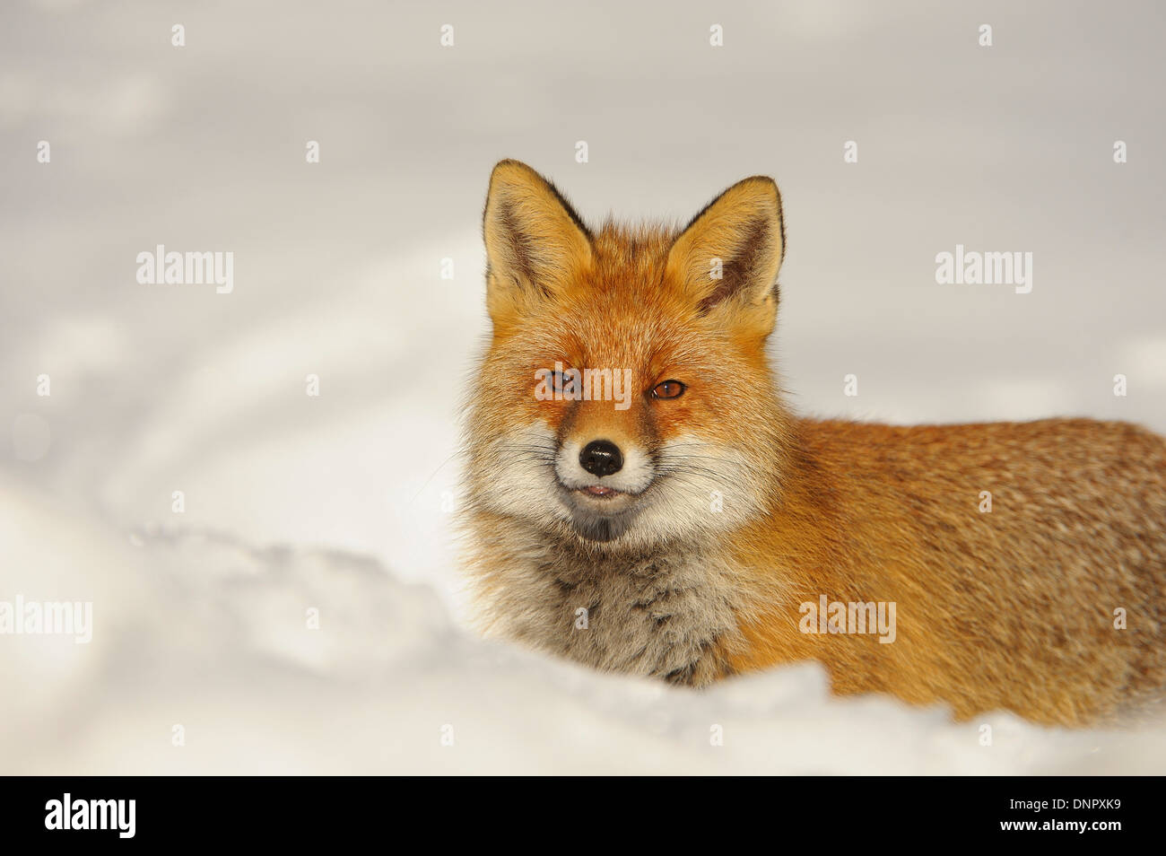 Portrait of Red fox (Vulpes vulpes) in Winter, Gran Paradiso National