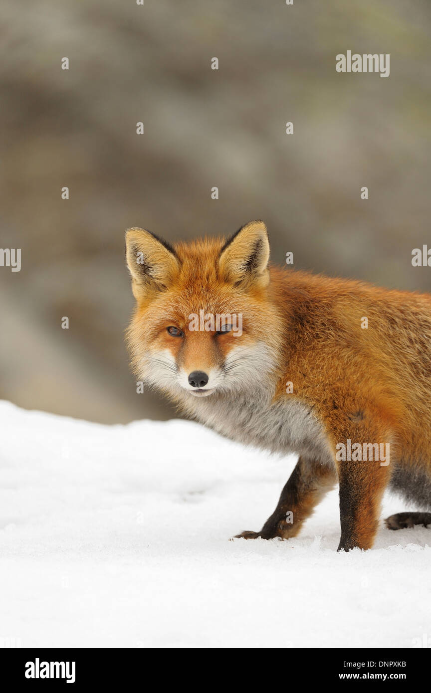 Portrait of Red Fox (Vulpes vulpes) in Winter, Gran Paradiso National ...