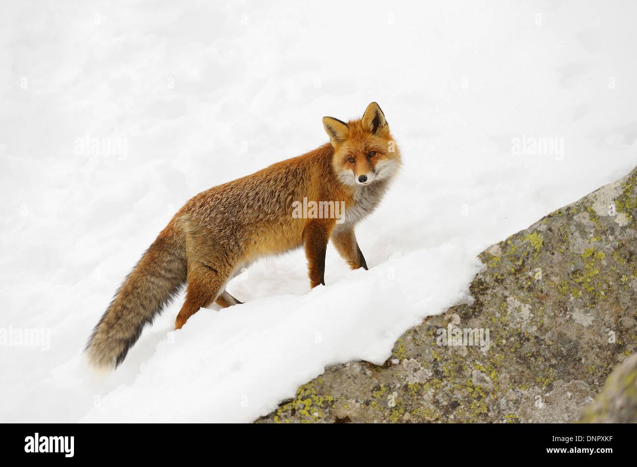 Portrait of Red Fox (Vulpes vulpes) in Winter, Gran Paradiso National ...