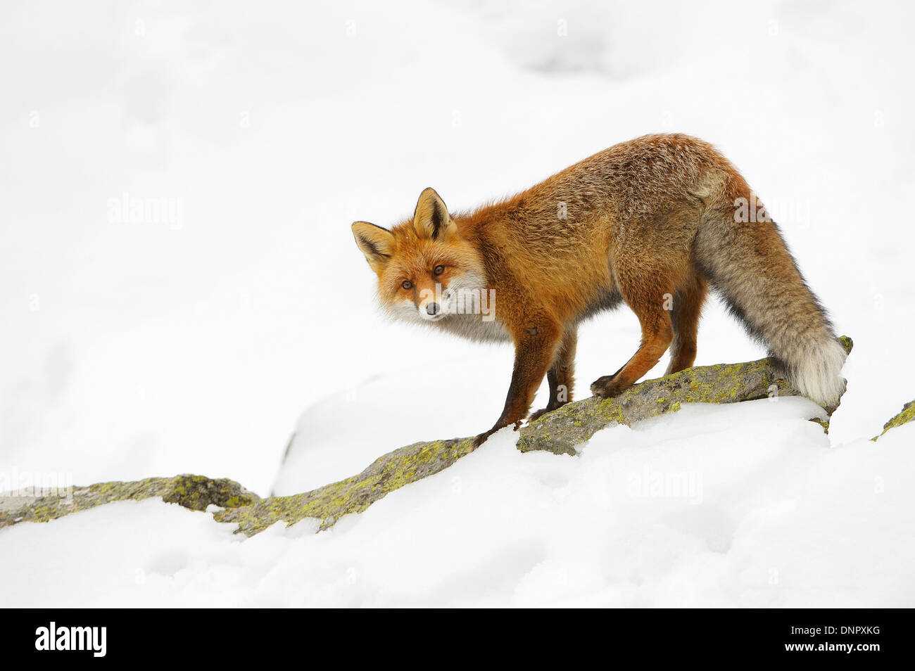 Portrait of Red Fox (Vulpes vulpes) in Winter, Gran Paradiso National