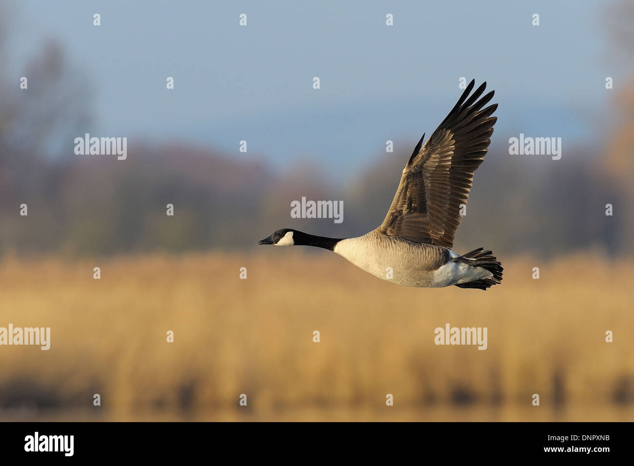 Canada Goose in Flight (Branta canadensis), Kuhkopf-Knoblochsaue Nature Reserve, Hesse, Germany Stock Photo