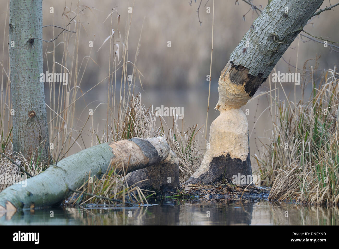 Tree Trunk that has been Gnawed by European Beaver (Castor fiber ...