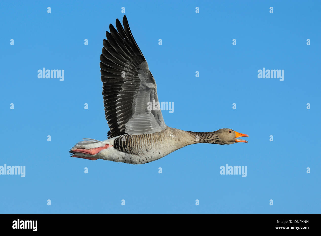 Greylag Goose (Anser anser) in Flight, Kuhkopf-Knoblochsaue Nature Reserve, Hesse, Germany Stock Photo