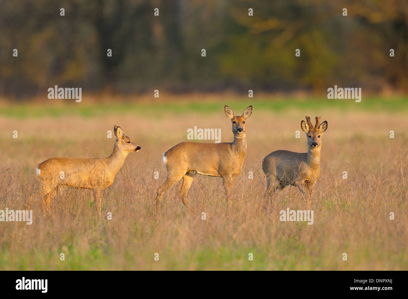 Male and Female Roe Deer and Roebucks (Capreolus capreolus) in ...
