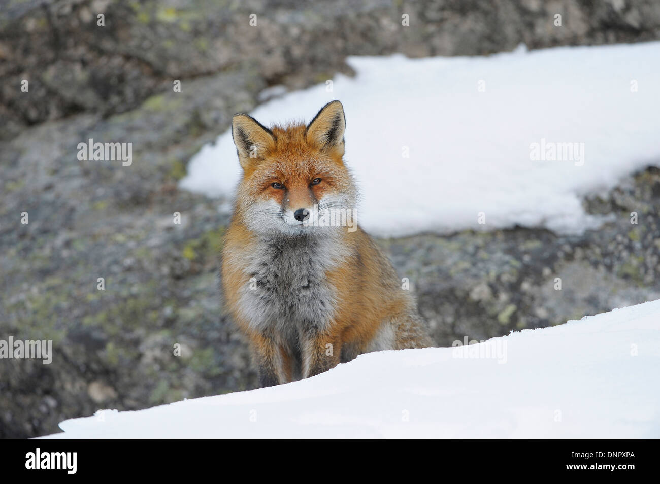 Red Fox (Vulpes vulpes) in Winter, Gran Paradiso National Park, Graian ...