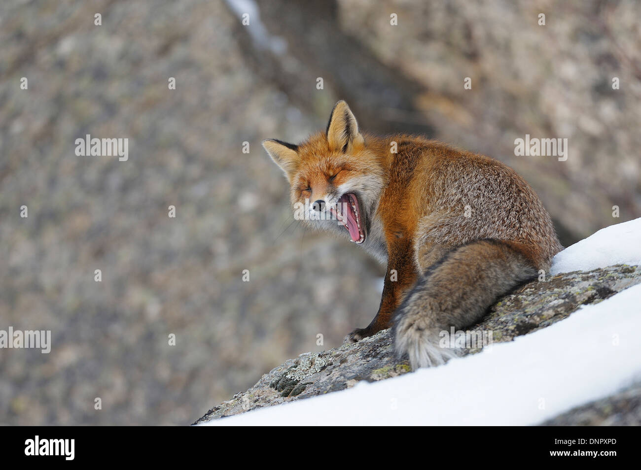 Red Fox (Vulpes vulpes) Yawning in Winter, Gran Paradiso National Park