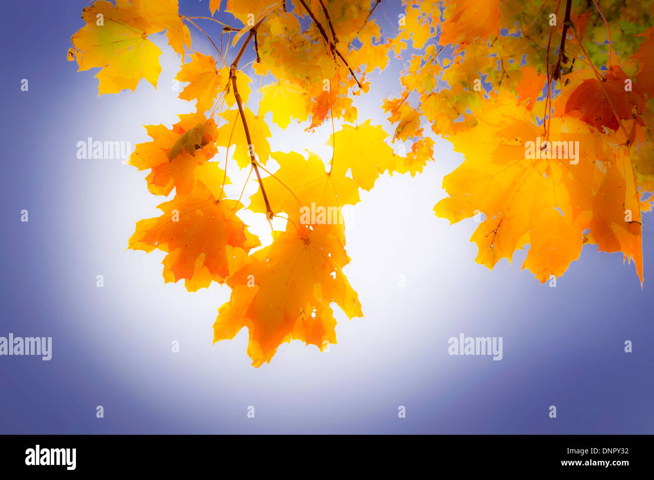 Yellow and Orange Autumn Leaves With Softness Stock Photo