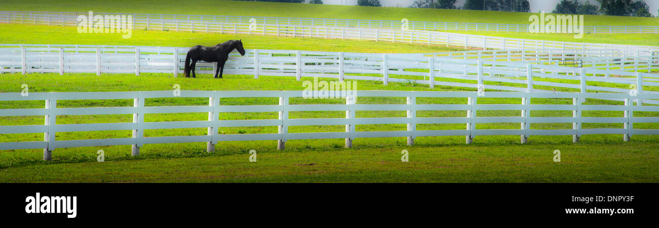 Lone Horse with White Fences Lexington, Kentucky USA Stock Photo