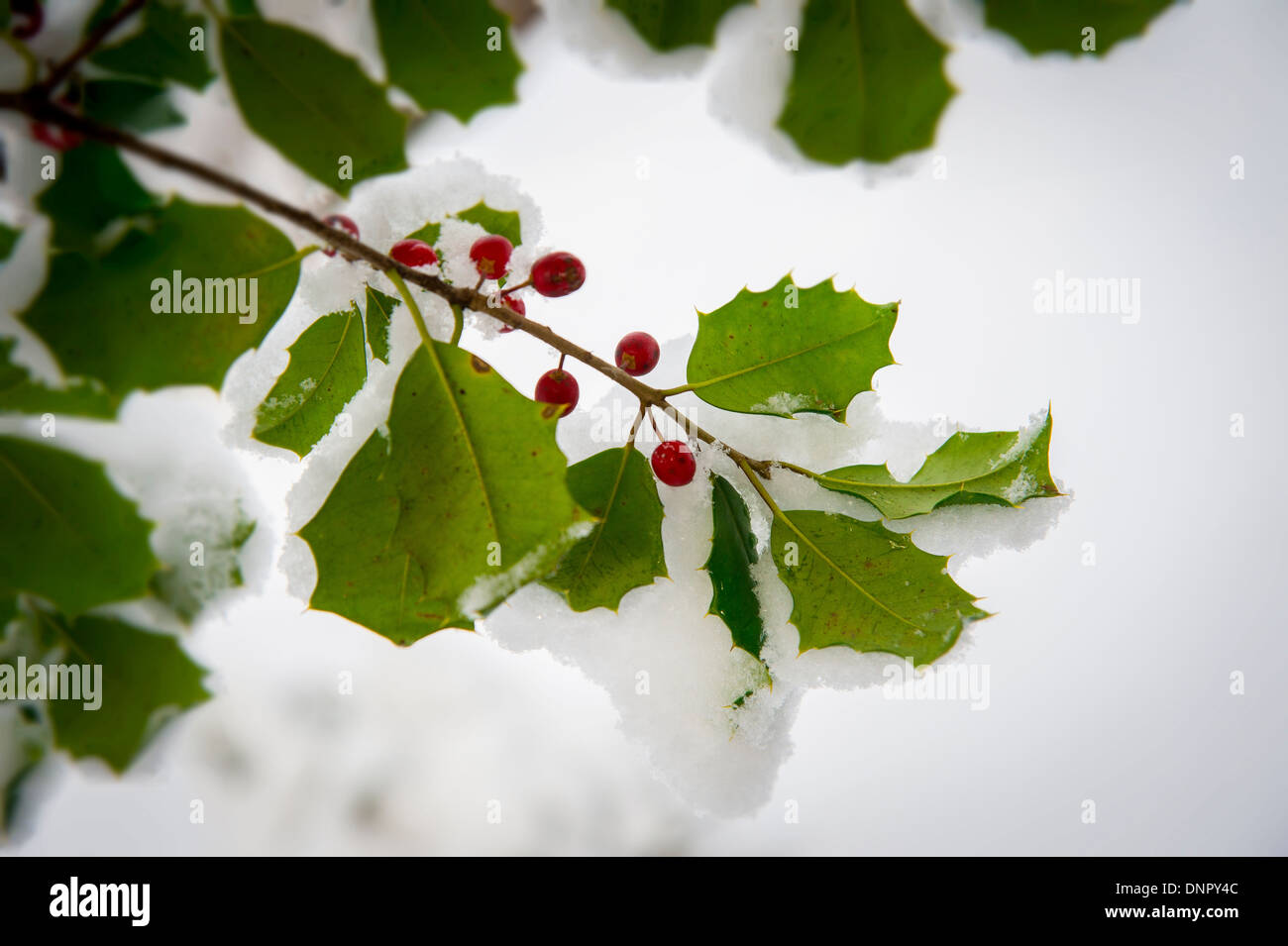 Winter berries snow hi-res stock photography and images - Alamy