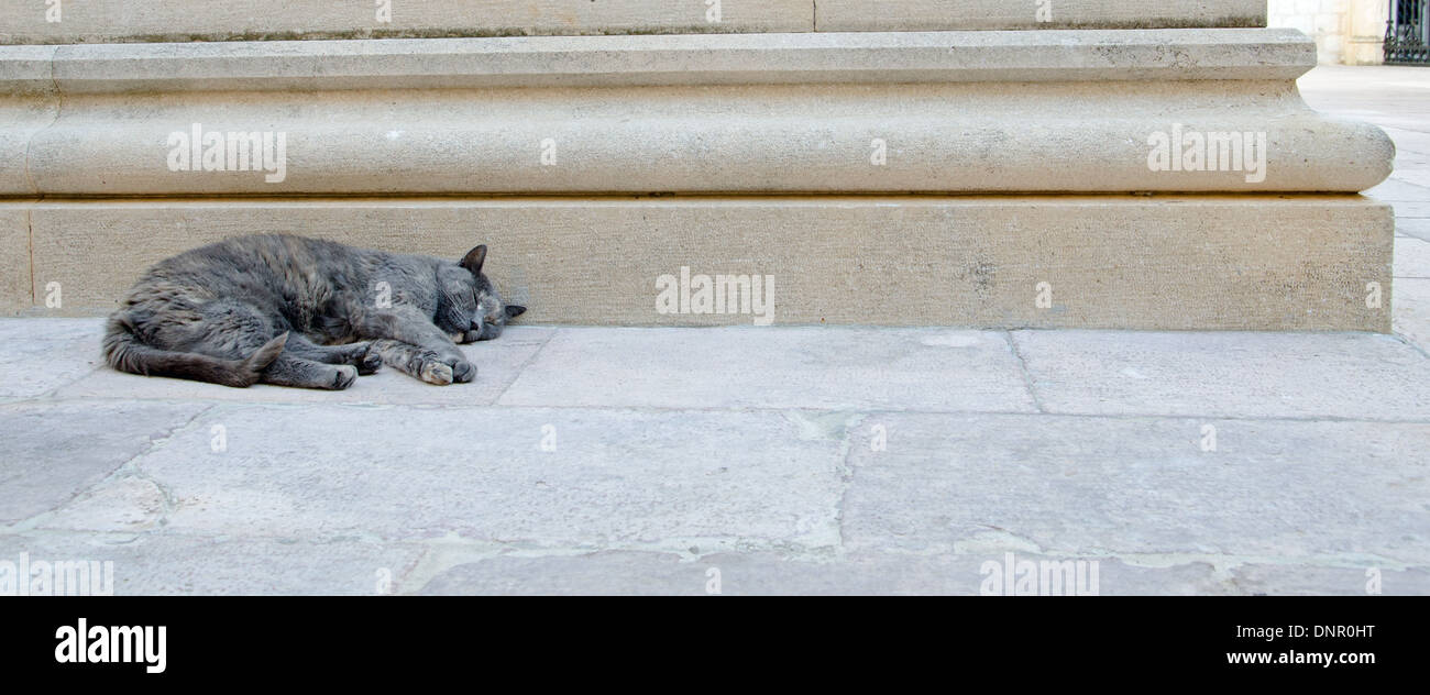 a sleeping street cat Stock Photo