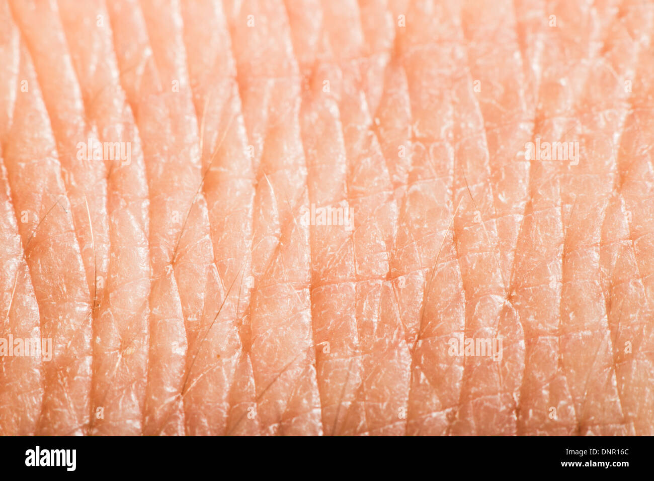 picture of up human skin macro epidermis texture csp17528076 search stock photography pores human stock photos pores human stock images alamy picture of up human skin macro epidermis texture csp17528076 search stock photography pores human stock photos pores human stock images alamy