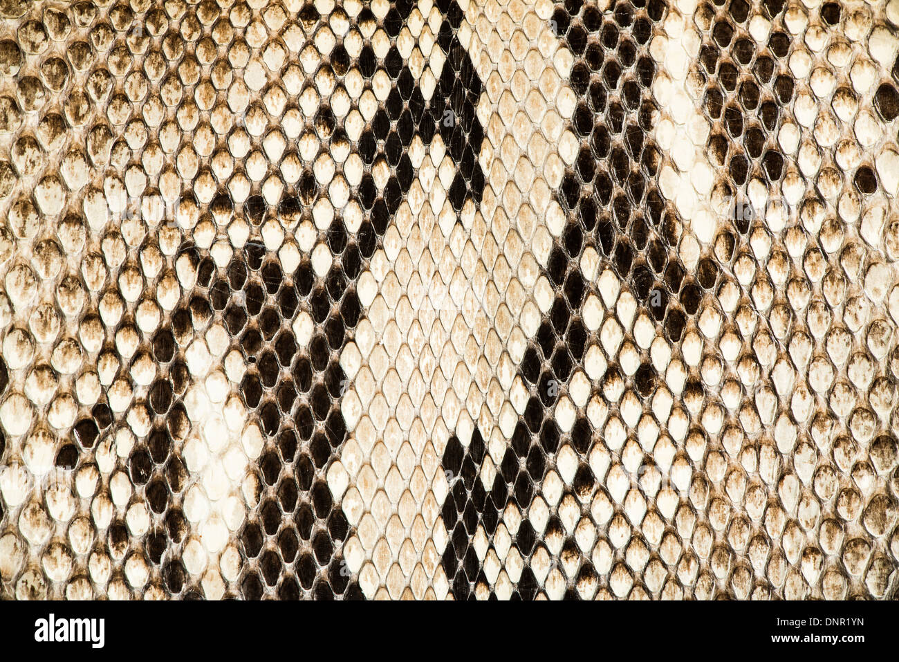 Texture of genuine snakeskin. Close up real leather texture Stock Photo