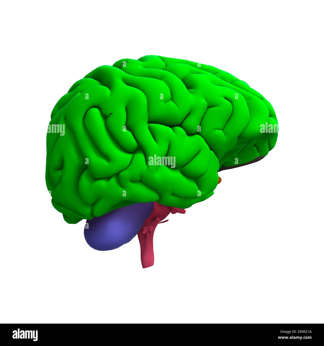 3D digital render of a human brain isolated on white background Stock ...