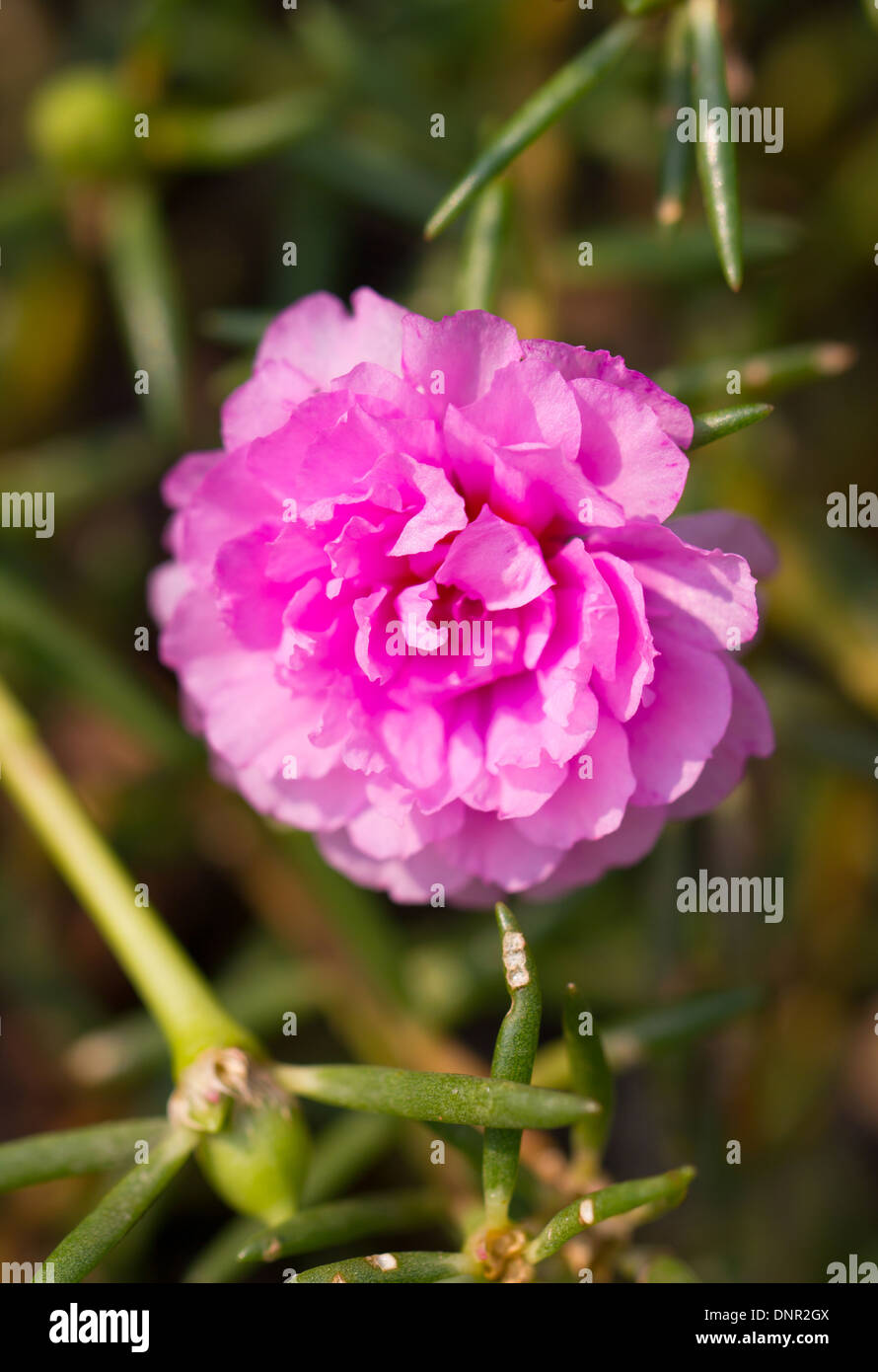 Pink common Purslane flower. Stock Photo