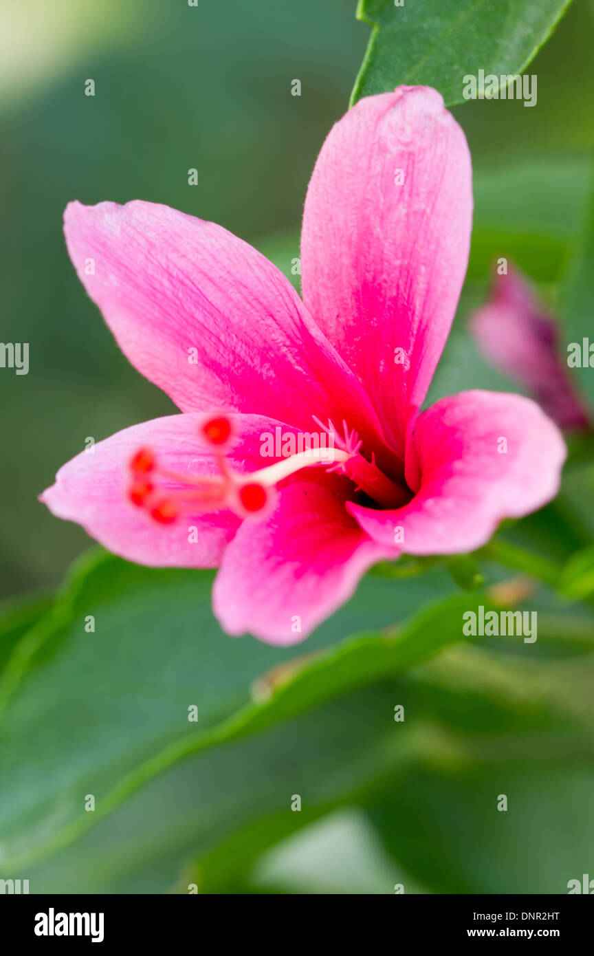 Hibiscus rosa sinensis leaf hi-res stock photography and images - Alamy
