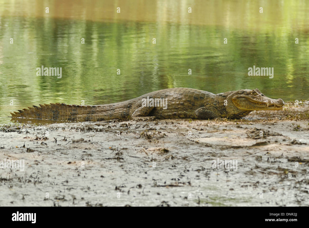 Spectacled Caiman (Caiman crocodilus) Stock Photo