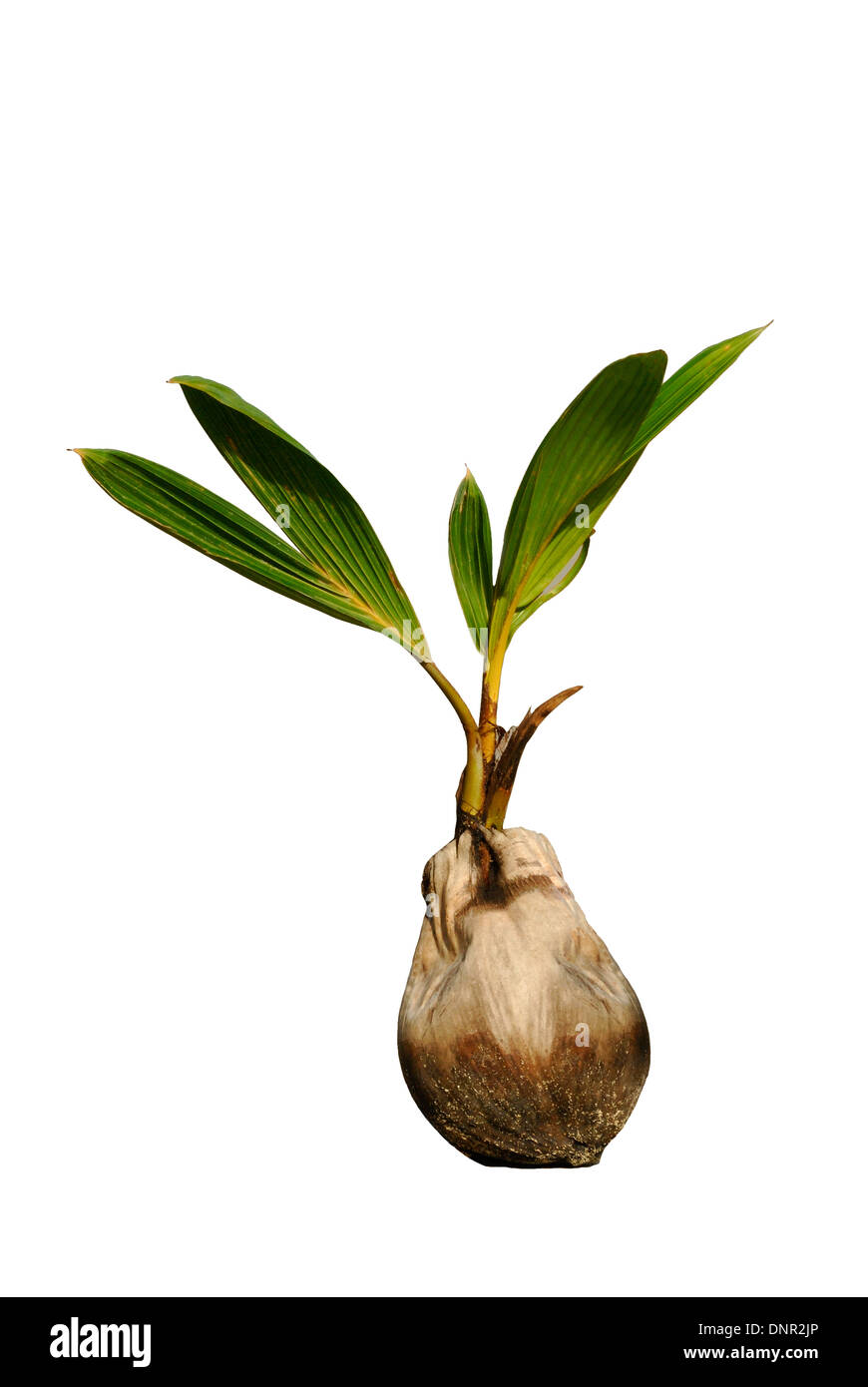 Cut-out of a Coconut (Cocos nucifera) sprouting Stock Photo
