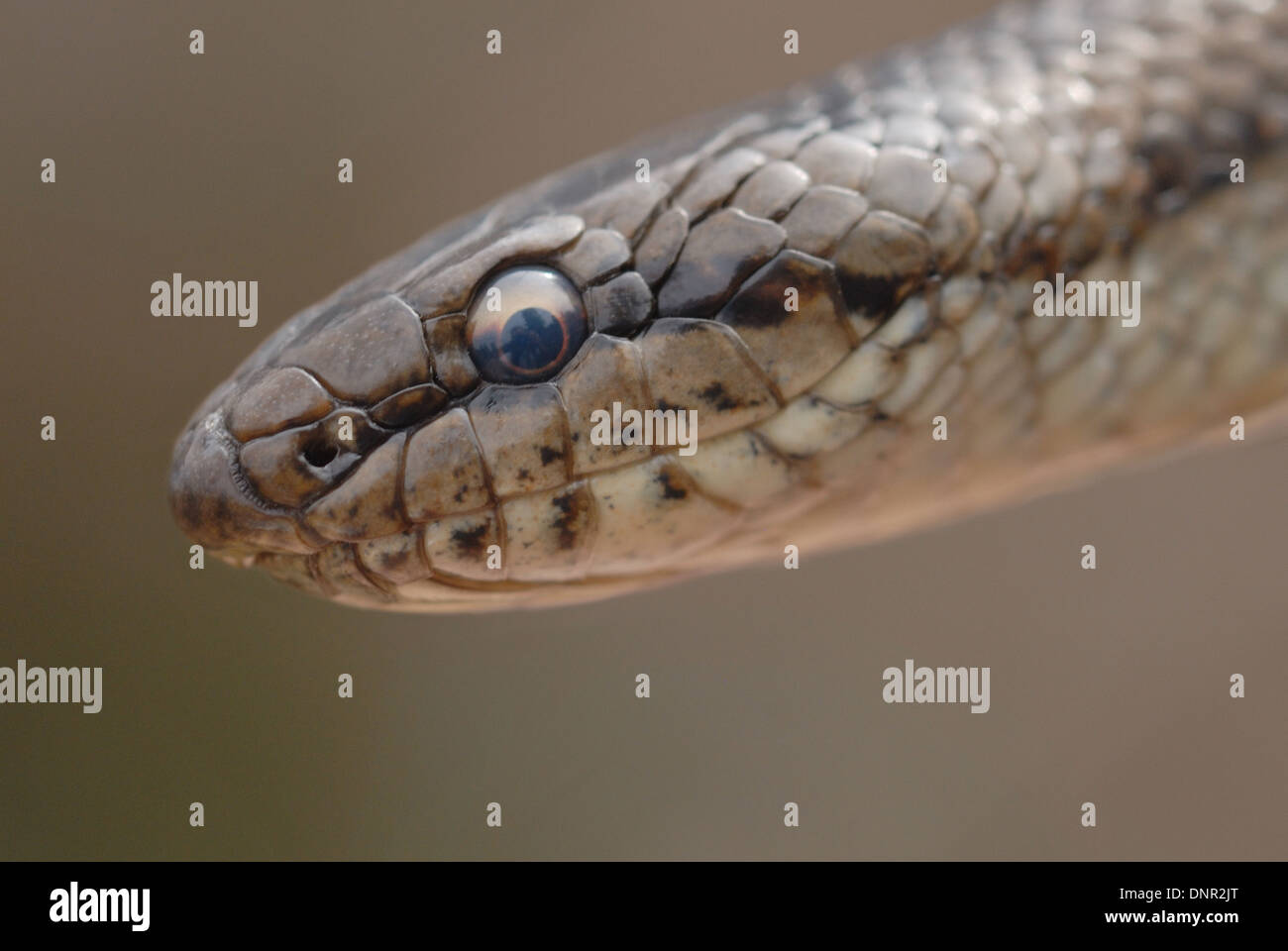 Smooth Snake (Coronella austriaca) on an English heath Stock Photo