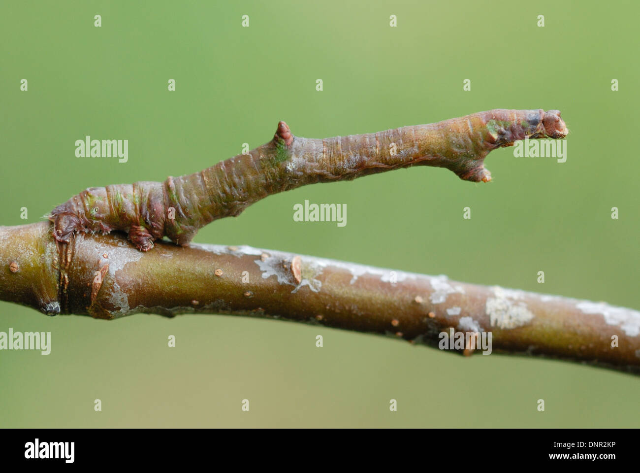 Brimstone Moth Caterpillar (Opisthograptis luteolata) disguised as a twig Stock Photo