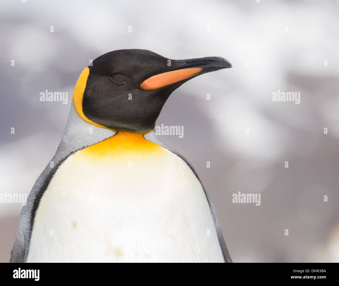 Portrait of a King Penguin Stock Photo