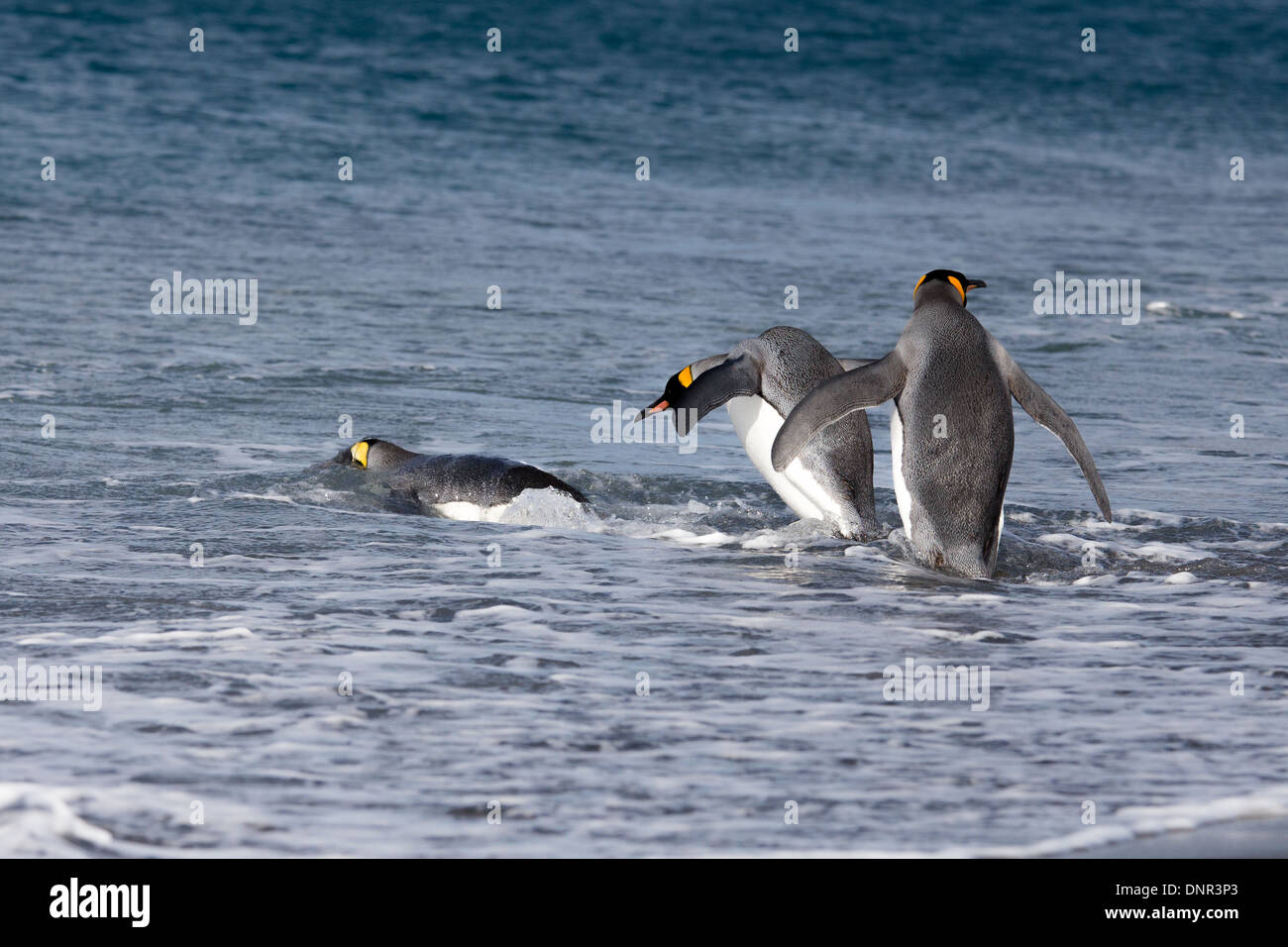 Three king Penguins enter into the Ocean Stock Photo