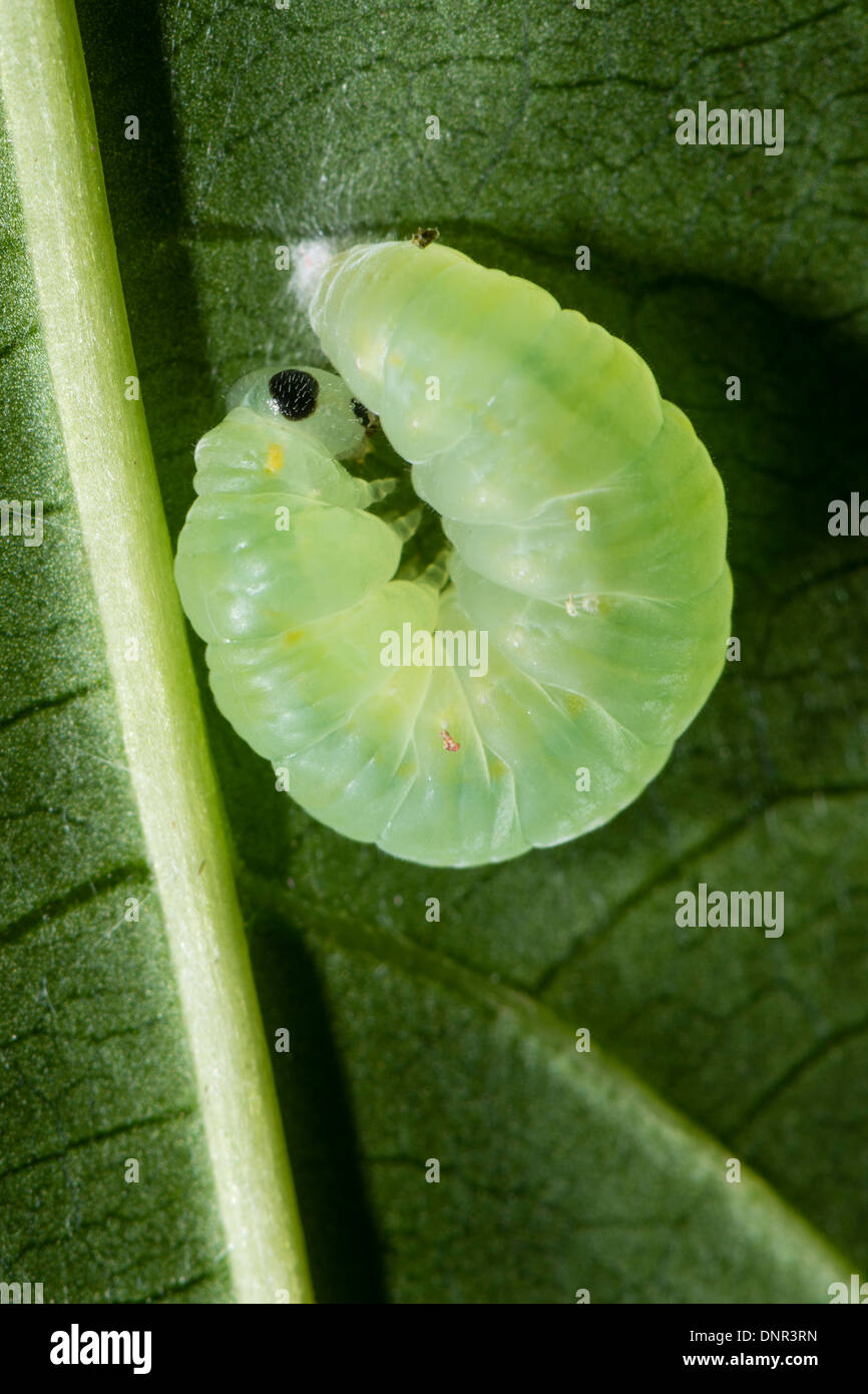 A pupating larva of the Clearwing butterfly Stock Photo