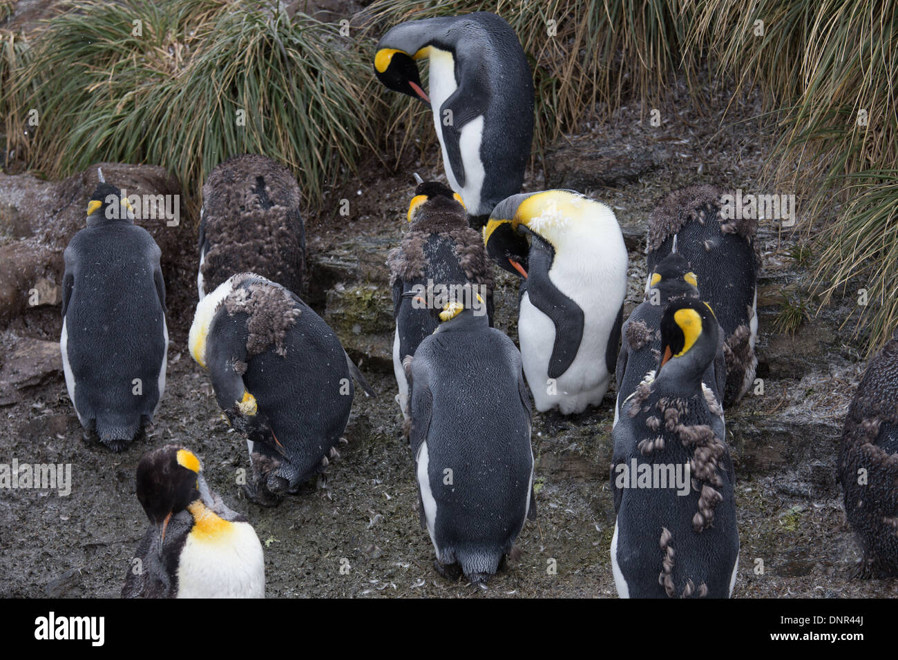 King Penguin moulting area Stock Photo