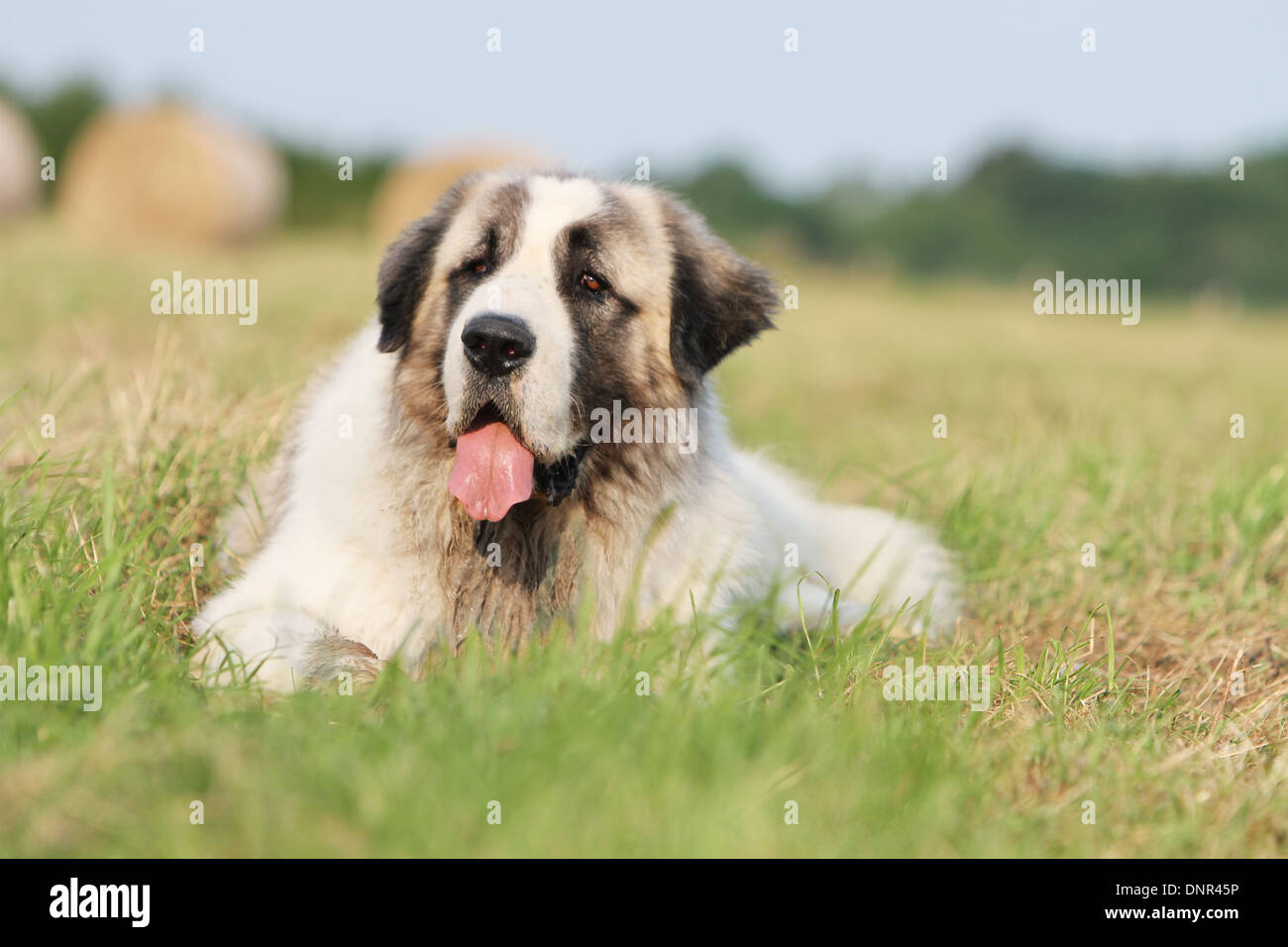 Dog Pyrenean Mastiff / Mastín del Pirineo / Mâtin des Pyrénées /  adult lying in a field Stock Photo